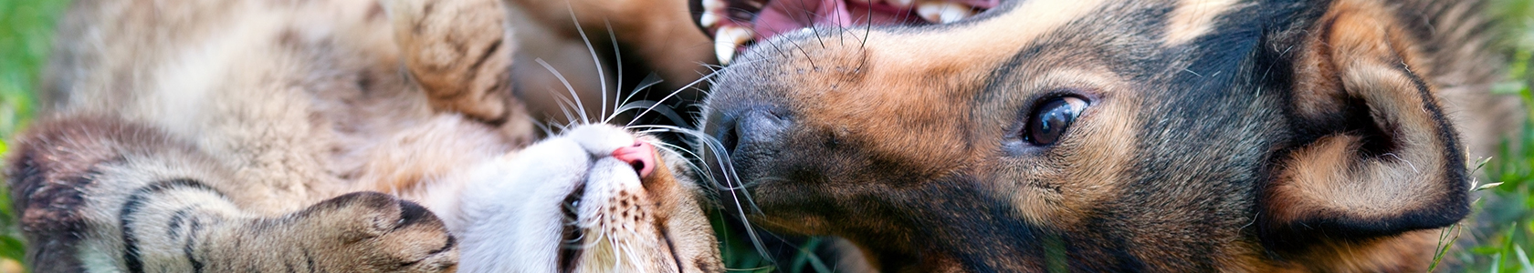 Dog and cat playing together outdoor.Lying on the back together. Dog and cat playing together outdoor.Lying on the back together.
